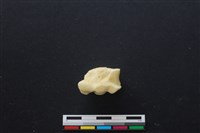 豬骨藏品圖，第3張
