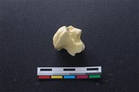 豬骨藏品圖，第3張