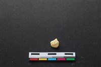 豬骨藏品圖，第2張