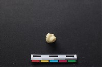豬骨藏品圖，第3張