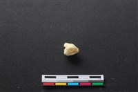 豬骨藏品圖，第3張