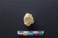 豬骨藏品圖，第3張