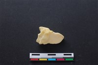 豬骨藏品圖，第2張