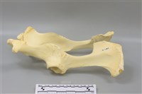 豬骨藏品圖，第4張