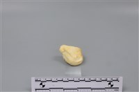 豬骨藏品圖，第2張