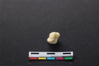 豬骨藏品圖，第2張