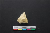豬骨藏品圖，第3張