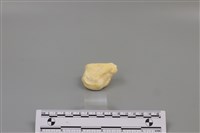 豬骨藏品圖，第2張