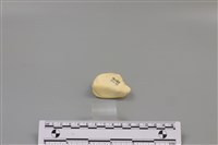 豬骨藏品圖，第3張