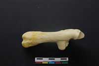 豬骨藏品圖，第3張