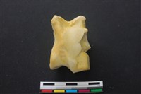 豬骨藏品圖，第3張