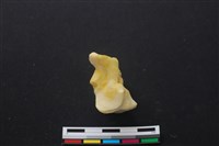 豬骨藏品圖，第3張