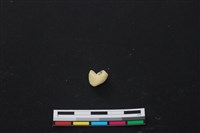 豬骨藏品圖，第3張