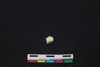 豬骨藏品圖，第3張