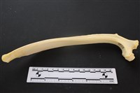 豬骨藏品圖，第3張
