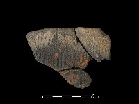 陶片藏品圖，第1張