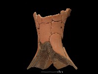 豆形器藏品圖，第3張