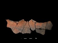 連杯形器藏品圖，第1張