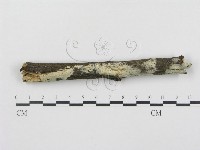 登錄號:F0000017藏品圖，第1張