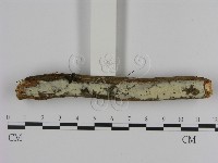 登錄號:F0000019藏品圖，第3張