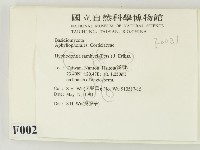 冇骨消絲齒菌藏品圖，第2張