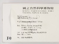 冇骨消絲齒菌藏品圖，第2張