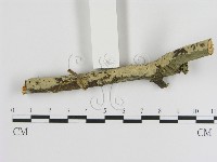 登錄號:F0000026藏品圖，第1張