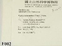冇骨消絲齒菌藏品圖，第2張