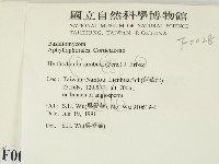 冇骨消絲齒菌藏品圖，第2張