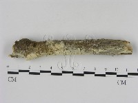 冇骨消絲齒菌藏品圖，第3張