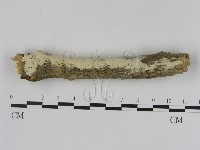 冇骨消絲齒菌藏品圖，第4張