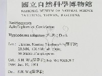 剛毛絲皮菌藏品圖，第2張