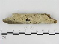 剛毛絲皮菌藏品圖，第1張