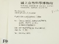 冇骨消絲齒菌藏品圖，第2張