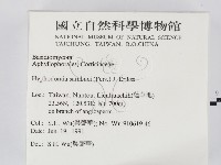冇骨消絲齒菌藏品圖，第2張