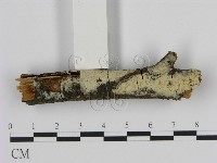 登錄號:F0000034藏品圖，第1張