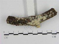 登錄號:F0000043藏品圖，第1張