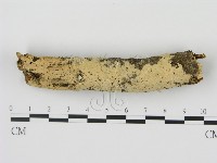 剛毛絲皮菌藏品圖，第1張