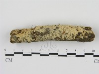 剛毛絲皮菌藏品圖，第3張