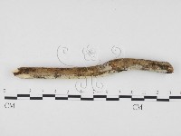 登錄號:F0000045藏品圖，第1張