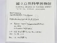 剛毛絲皮菌藏品圖，第2張