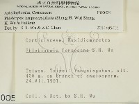 燈籠囊擬射脈菌藏品圖，第2張