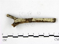 燈籠囊擬射脈菌藏品圖，第1張