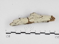 冇骨消絲齒菌藏品圖，第1張