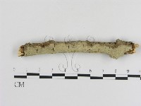 登錄號:F0000069藏品圖，第1張