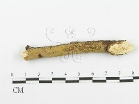 登錄號:F0000075藏品圖，第1張