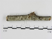 登錄號:F0000077藏品圖，第1張