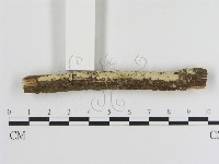 登錄號:F0000080藏品圖，第1張