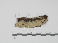 登錄號:F0000087藏品圖，第1張