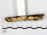 登錄號:F0000096藏品圖，第3張